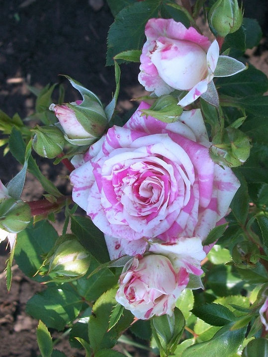 Роза Флеш Денс (Flash Dance)