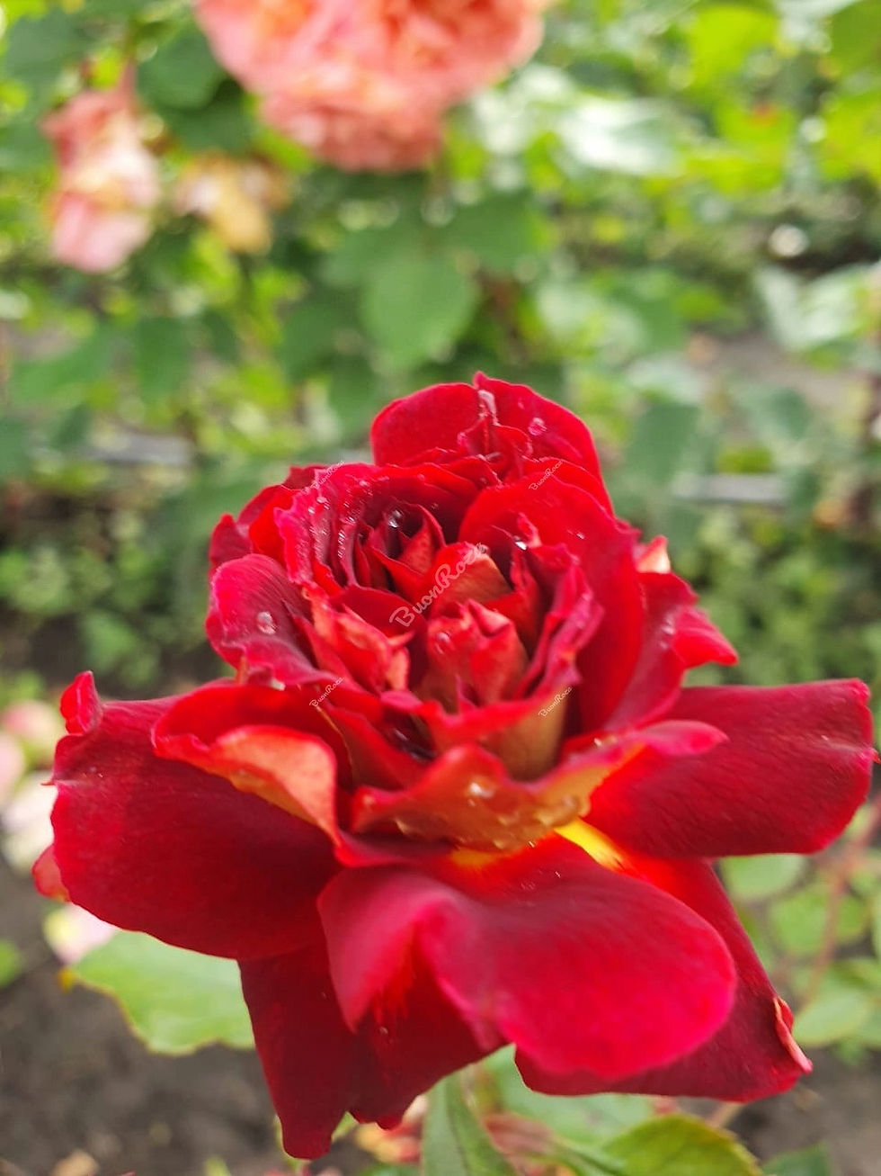 Роза Луис Франция (Louis Francia)