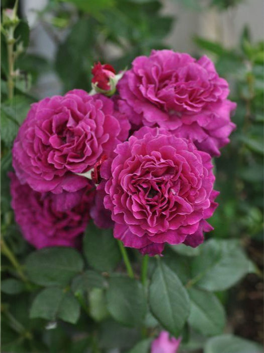 Роза Вагулетта (Vaguelette)