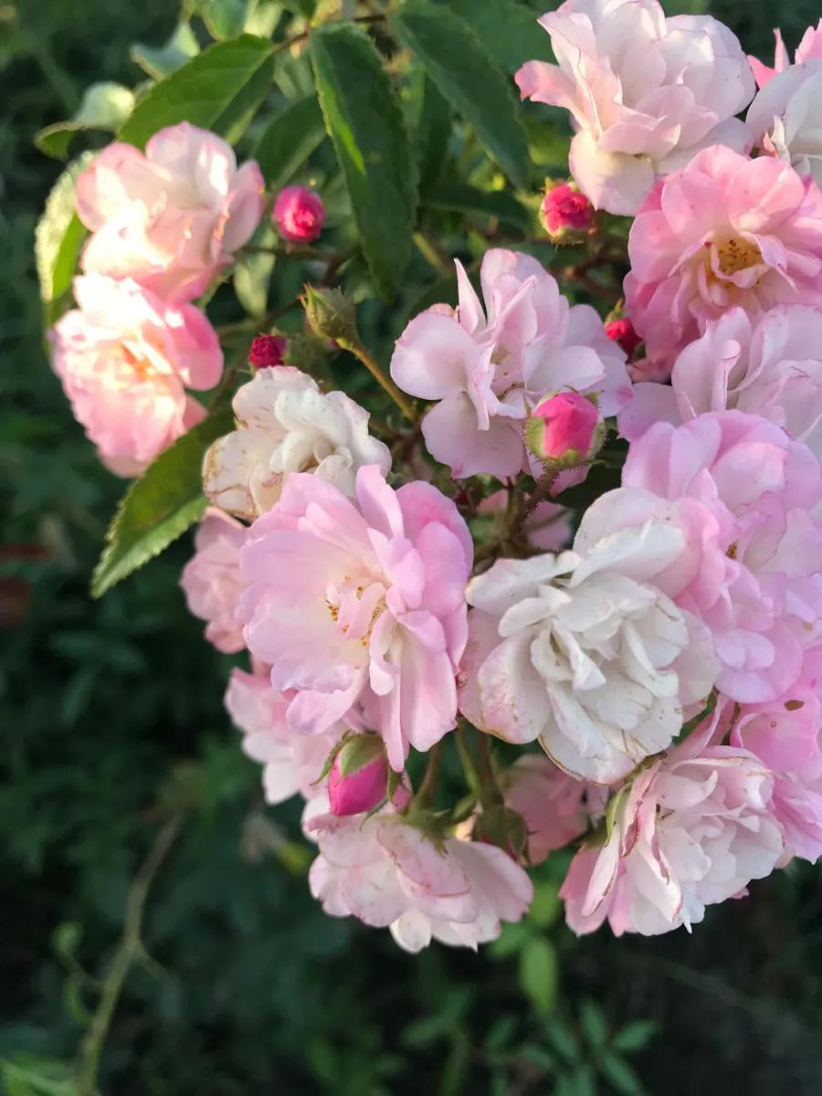 Роза Хевенли Пинк (Heavenly Pink)