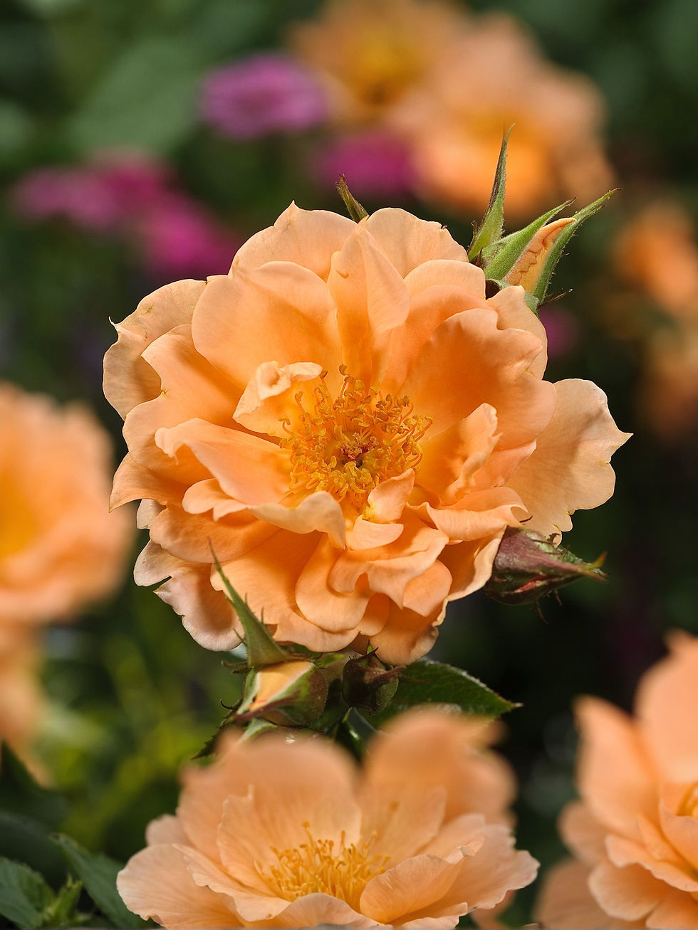 Роза Бридж оф Сайз (Bridge of Sighs)
