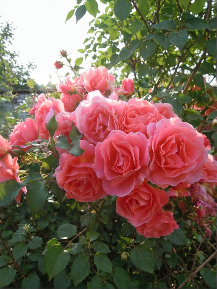 Роза Алибаба (Alibaba)