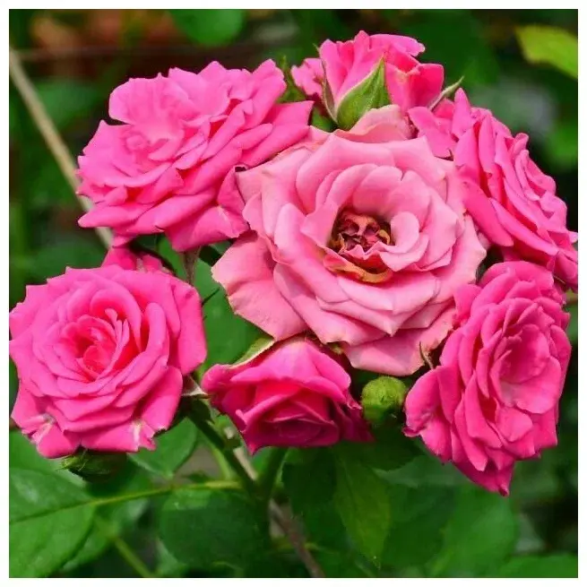 Роза Лидия Классик (Lidiya Classik)