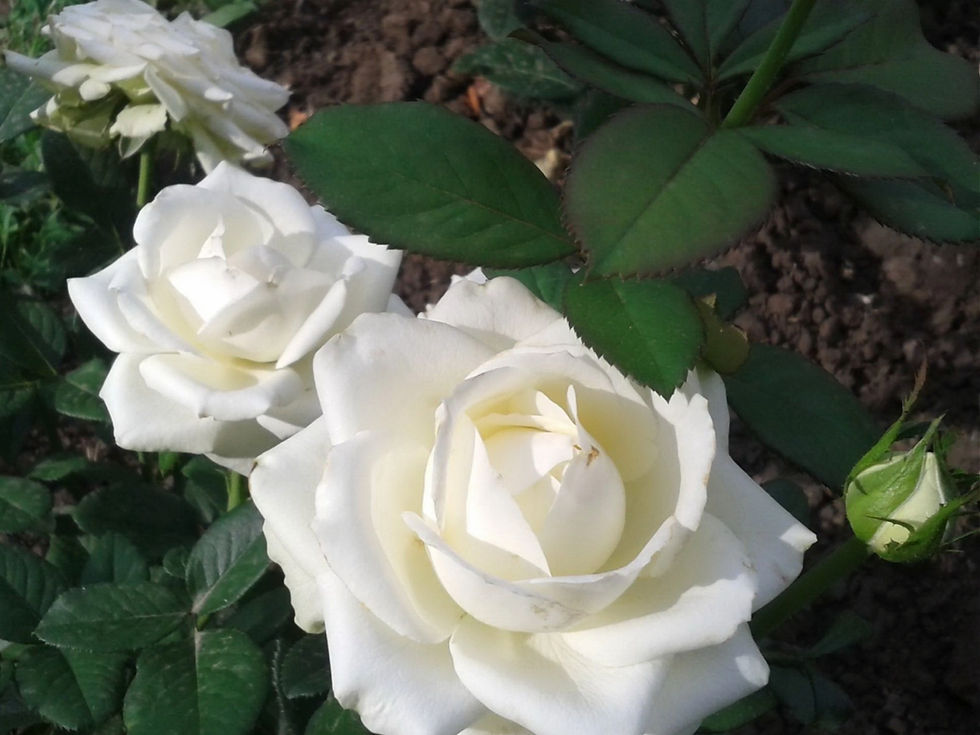 Роза Мачо (Macho)