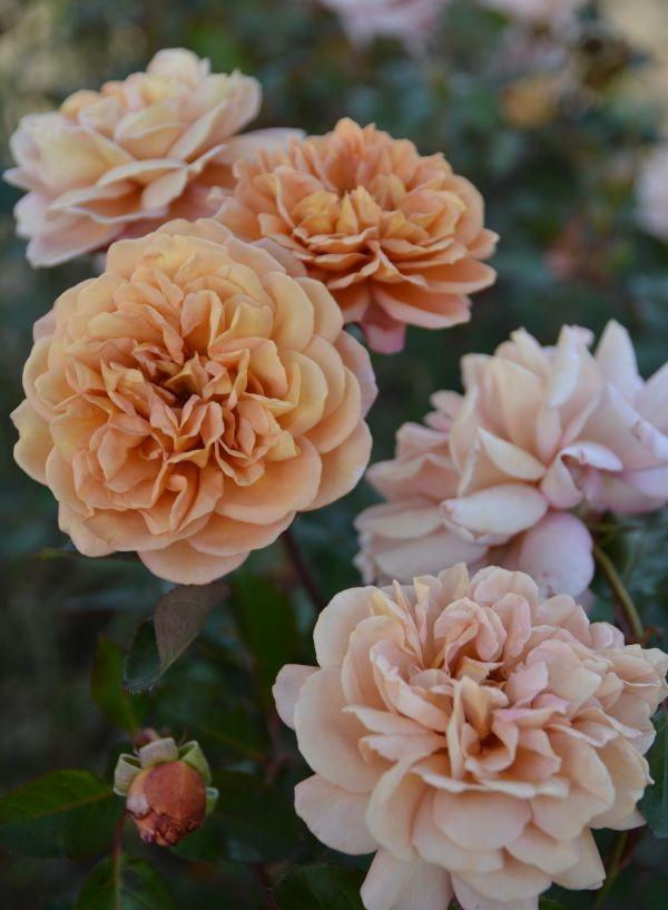 Роза Маррон (Marron)