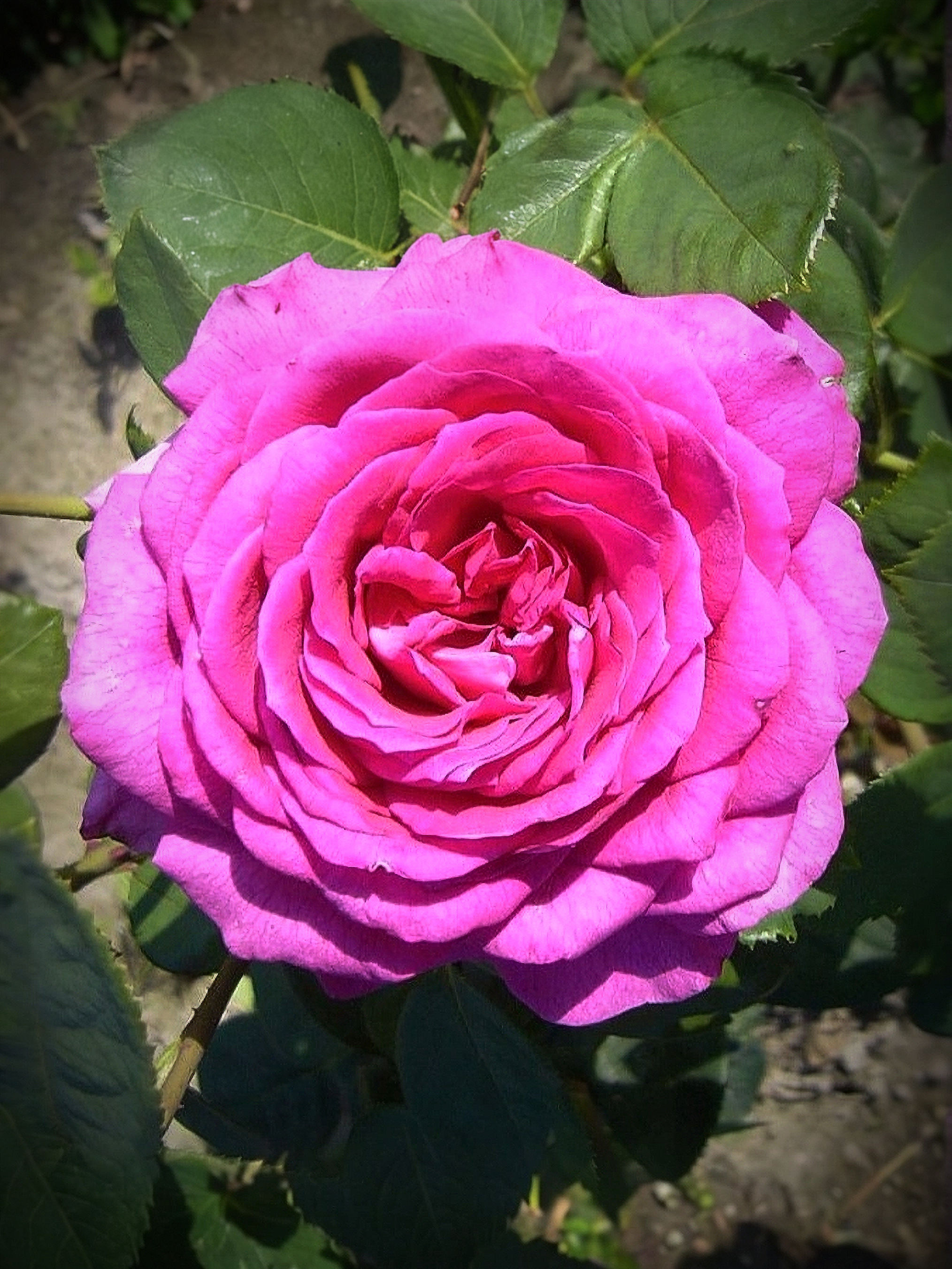 Роза Малиновый Звон (Vin Rose)