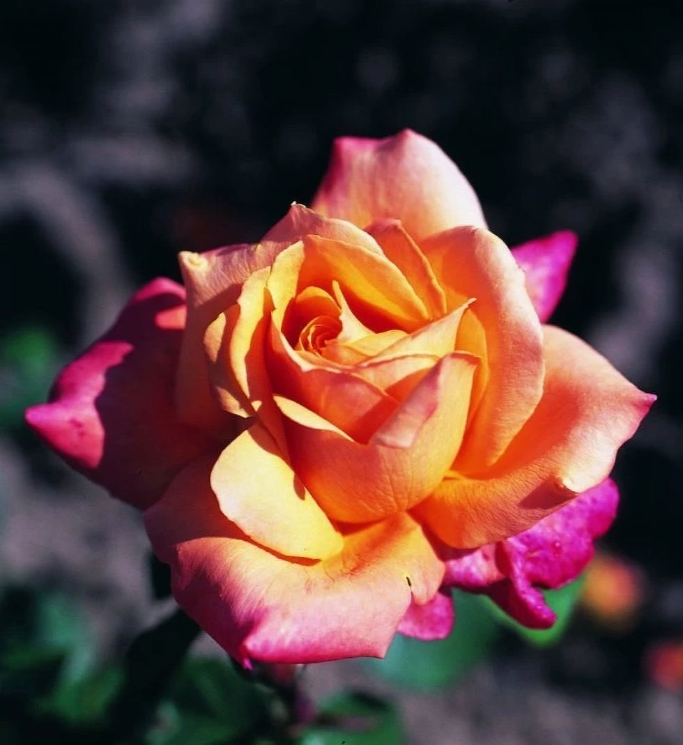 Роза Лолита (Lolita)