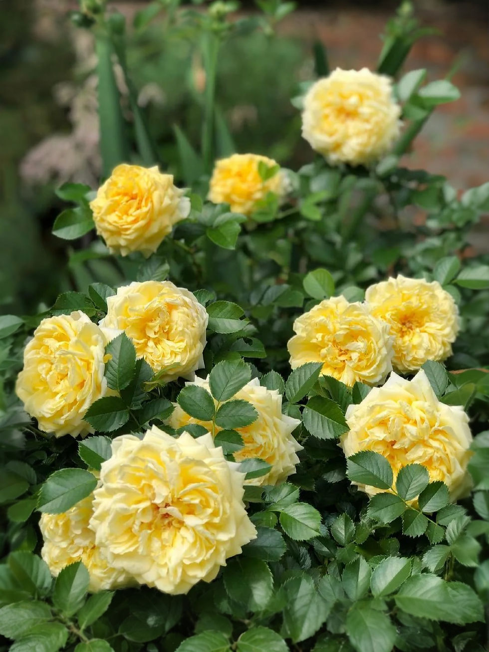 Роза Анни Дюпрей (Anny Duperey)