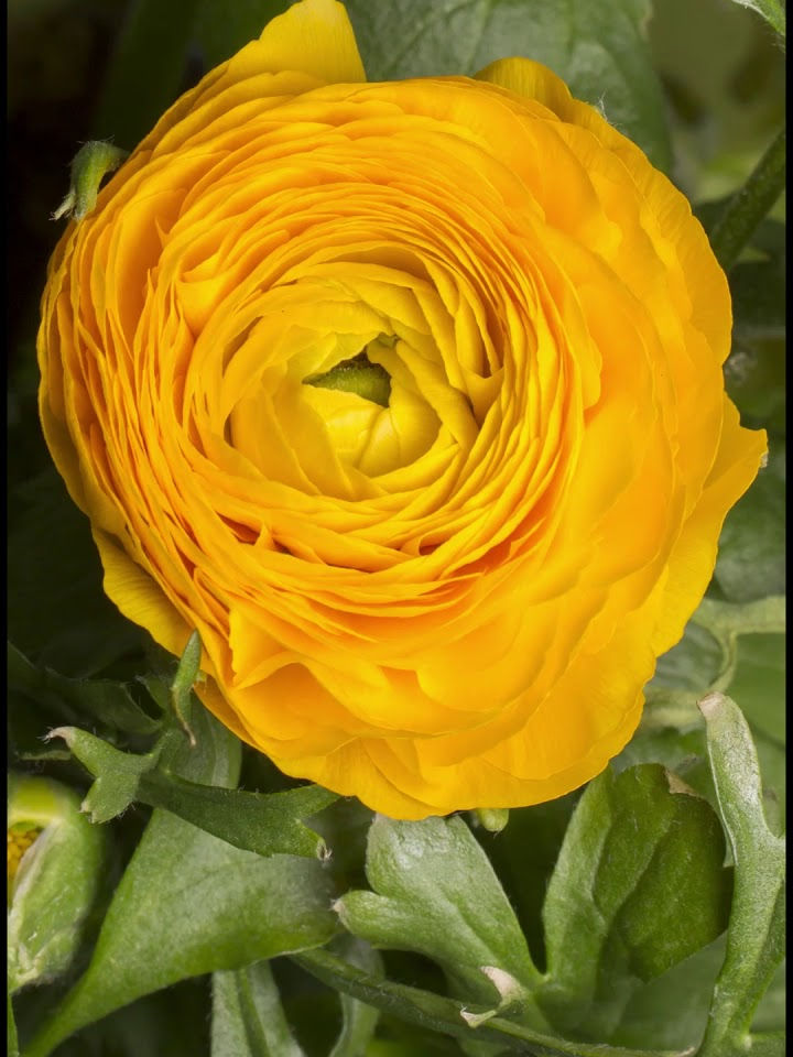 Миниатюра: Роза Баттеркап (Buttercup)