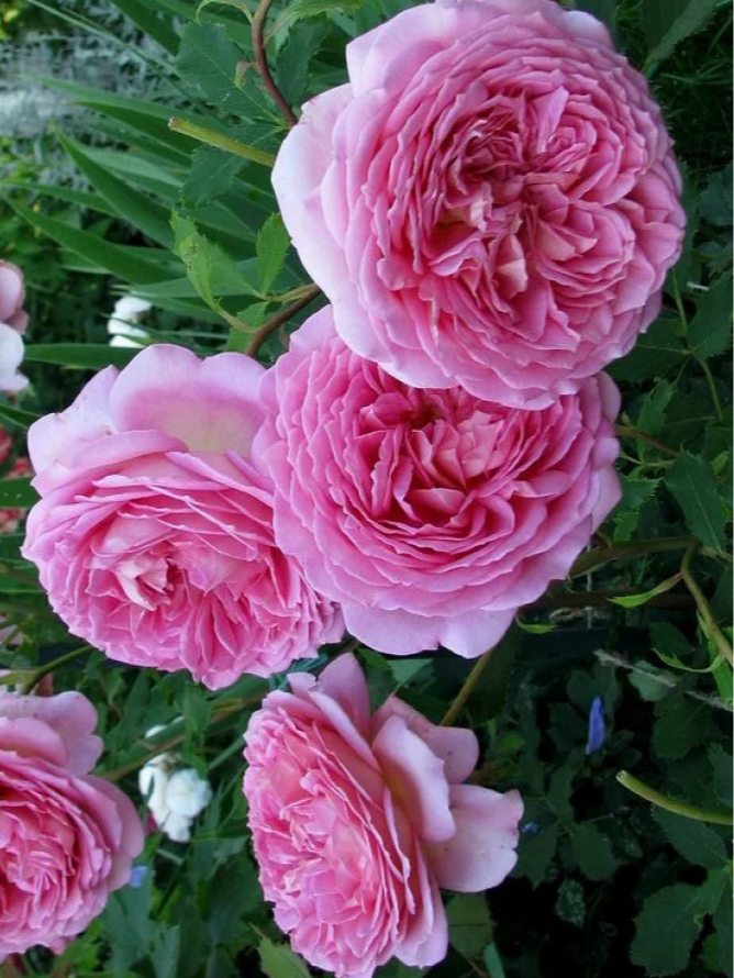 Роза Селебрейтинг Лайф (Celebrating Life)