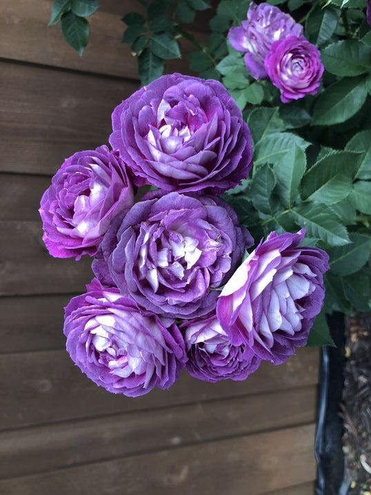 Роза Лавендер Краш (Lavender Crush)