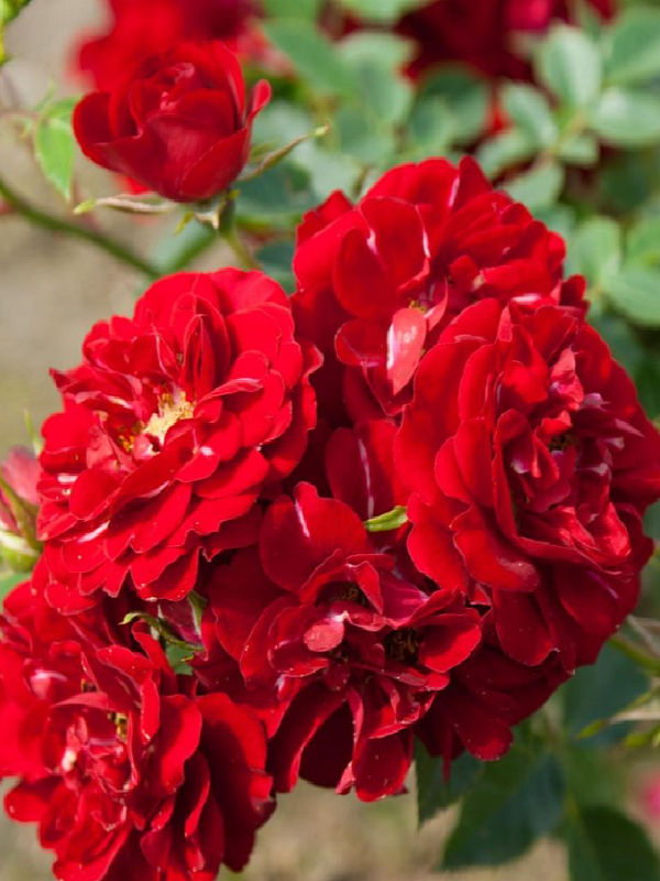 Миниатюра: Роза Ред Фейри (Red Fairy)