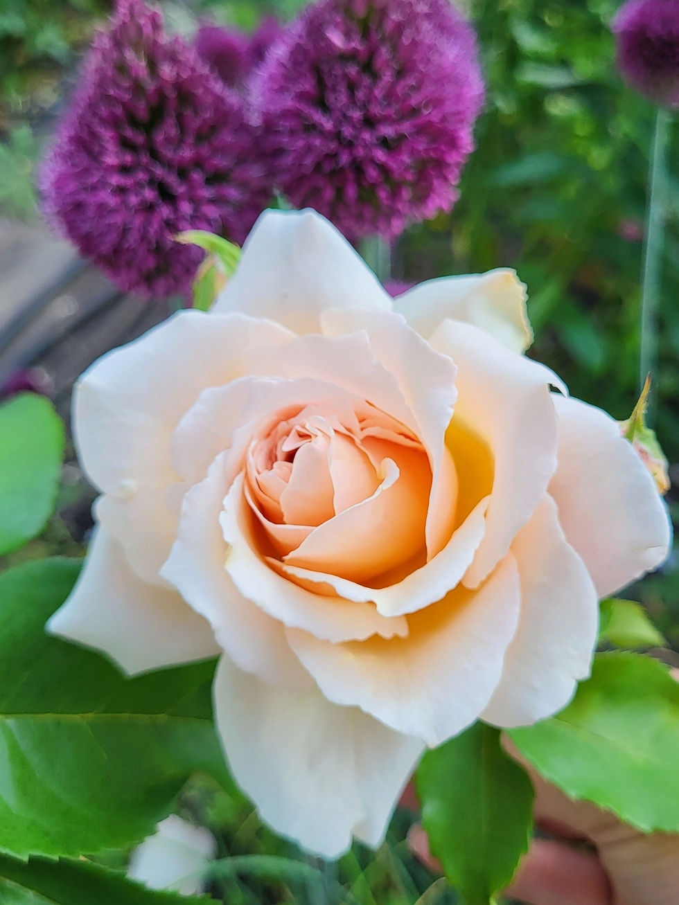 Роза Мишка (Michka)