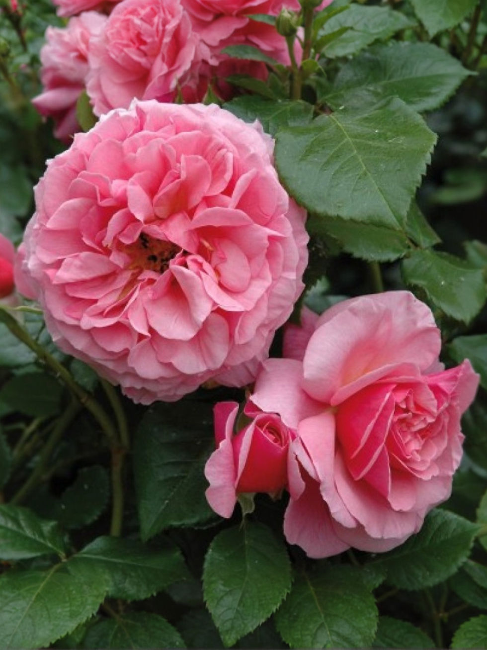 Роза Алоха Бернер (Aloha Berner)