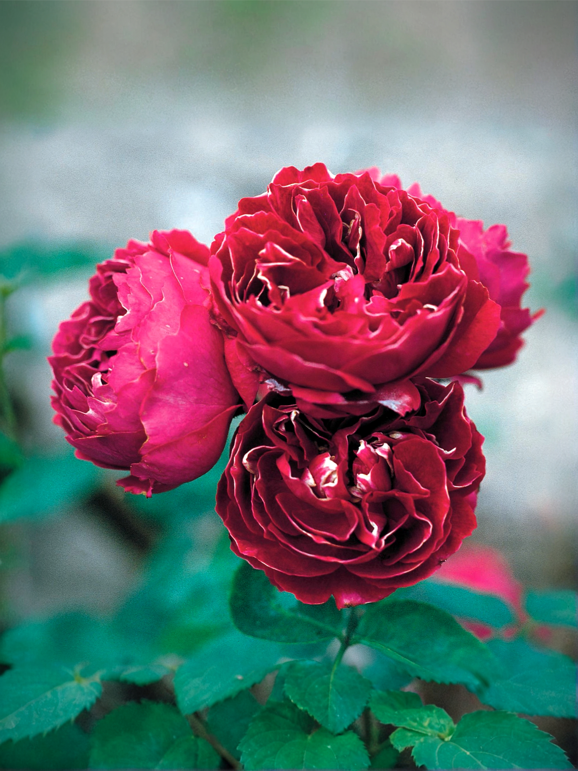 Роза Барон Жирон де Лайон (Baron Girod de L'Ain)