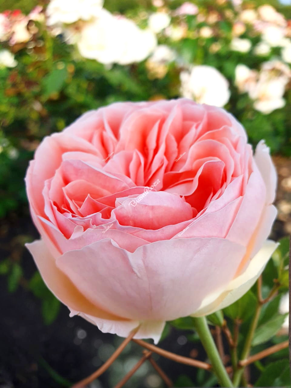 Роза Антико Аморе (Antico Amore)