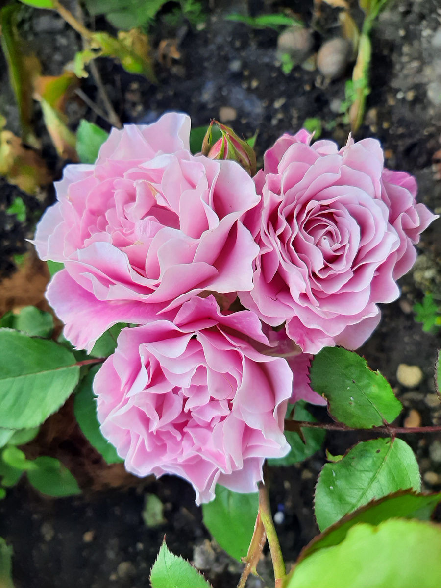 Роза Сайлент Лав (Silent Love)