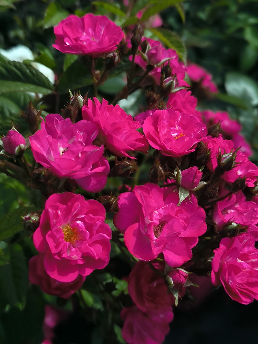 Роза Динки (Dinky)