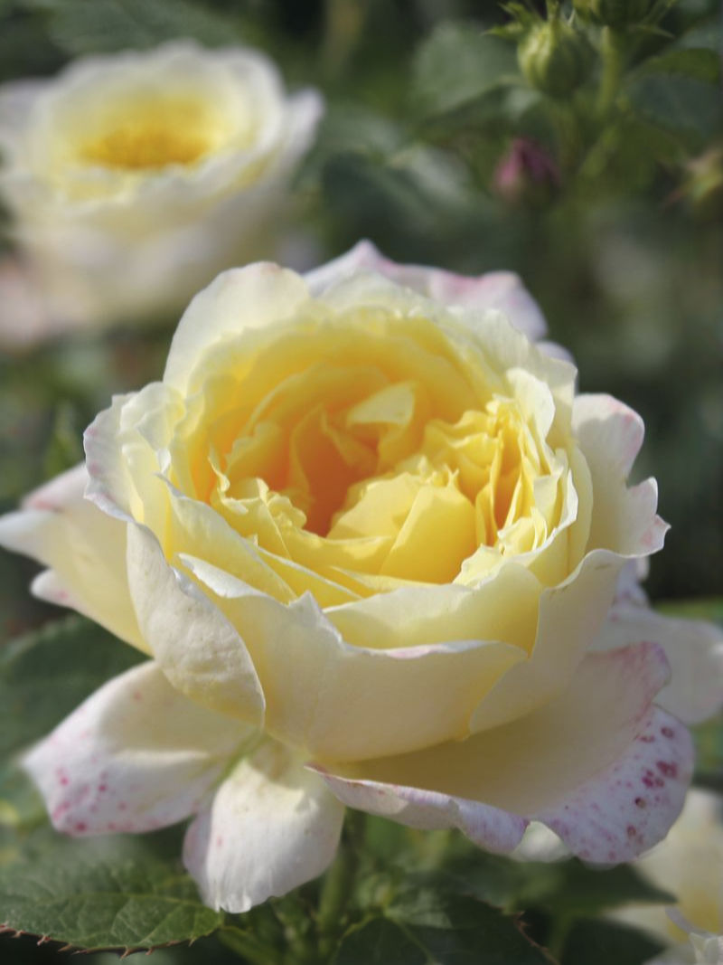 Роза Амнести Интернешнл (Amnesty International)