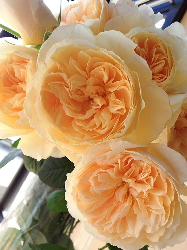 Роза Ликухоталу (Likuhotalu)