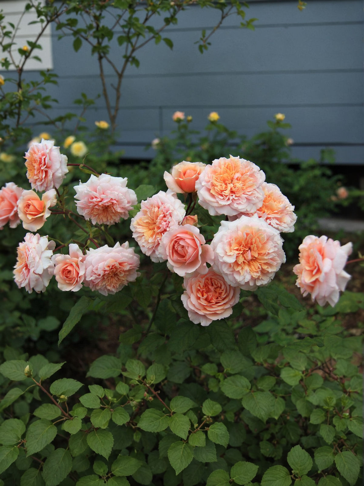 Роза Версайни (Versigny)