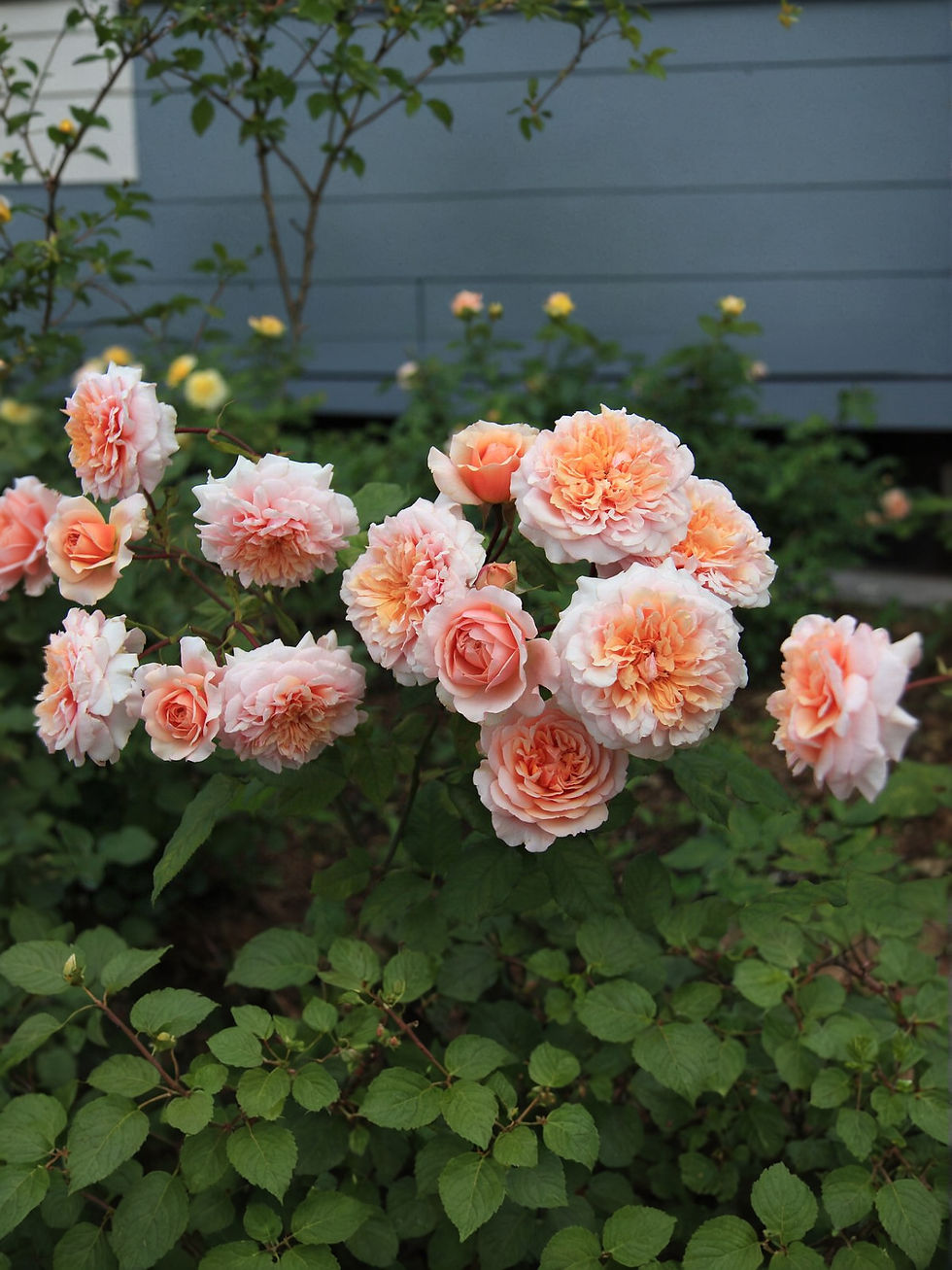 Роза Версайни (Versigny)