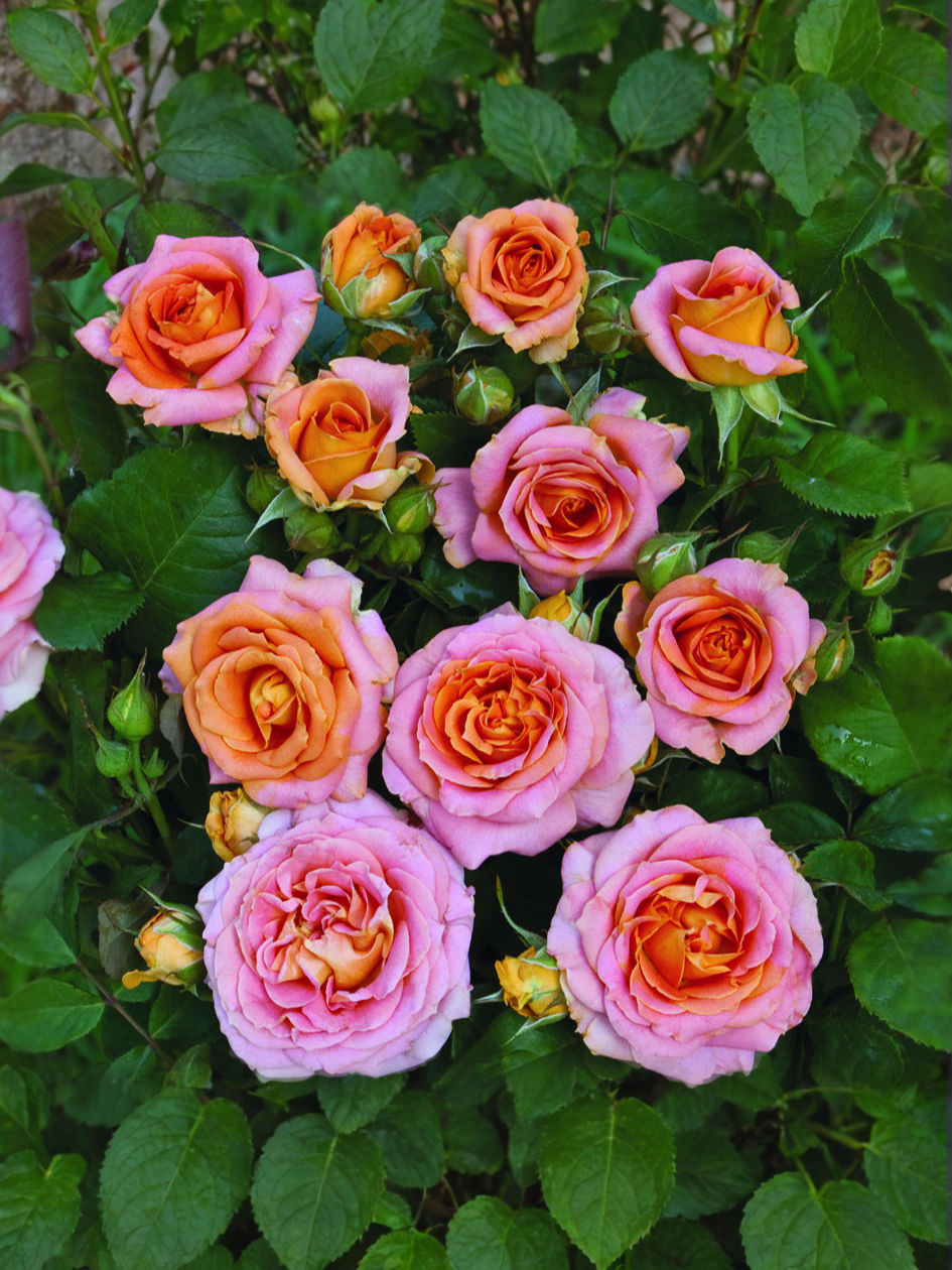 Роза Вивьен Вествуд (Vivienne Westwood)