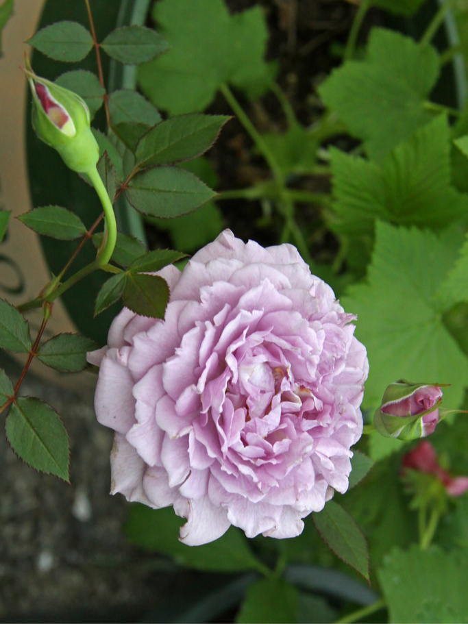 Роза Лавендер Кристалл (Lavender Crystal)