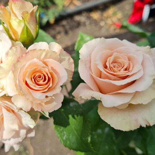 Роза Квиксенд (Quicksand) купить с доставкой по Беларуси 