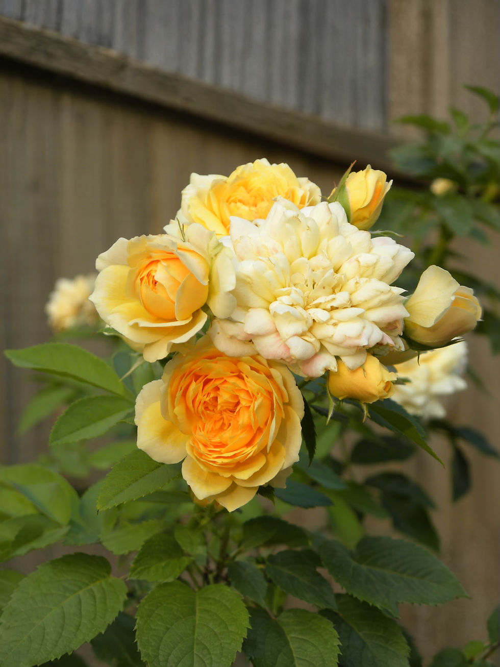 Роза Джери Дженнингс (Jeri Jennings)