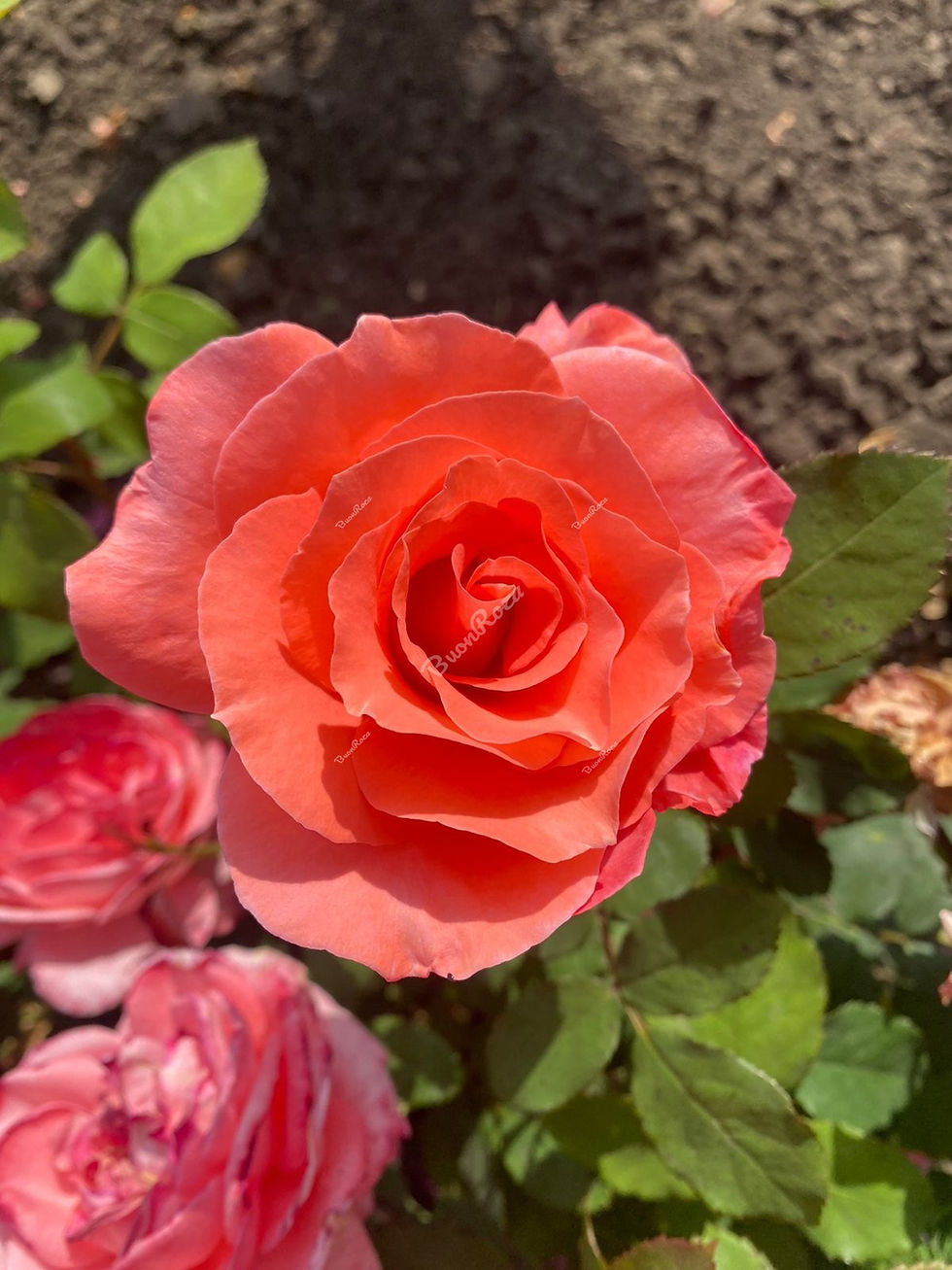 Роза Институт Люмьер (Institut Lumiere)