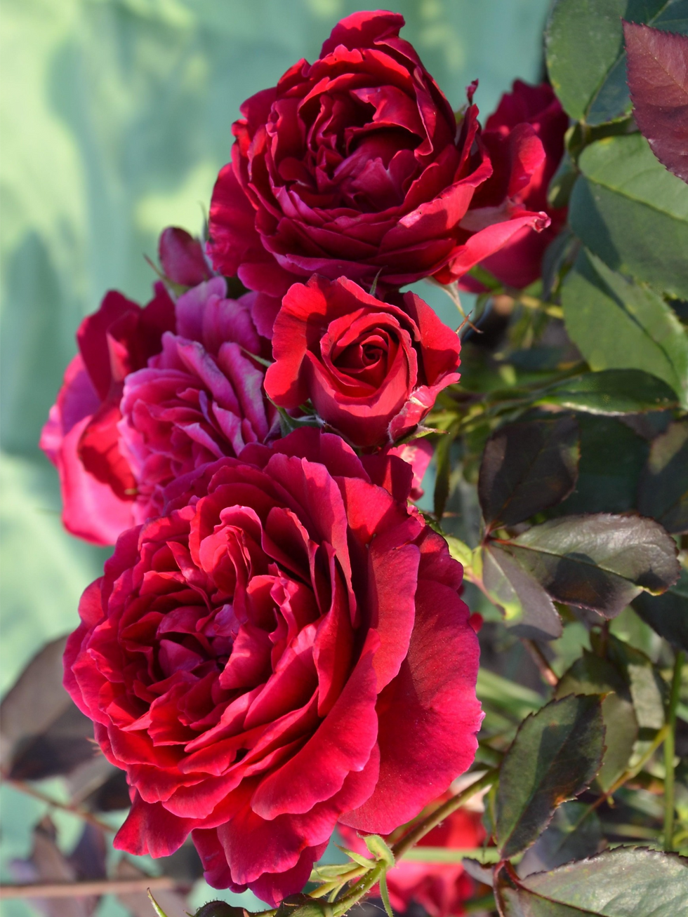 Роза Дино де Лаурентис (Dino de Laurentiis)