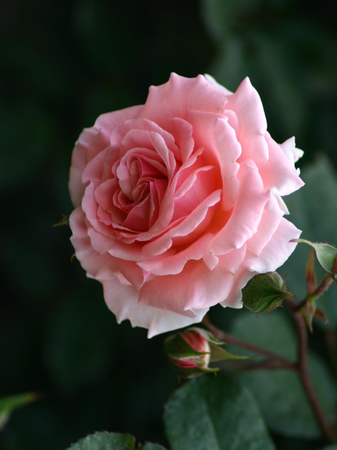 Миниатюра: Роза Дрим Уивер (Dream Weaver)