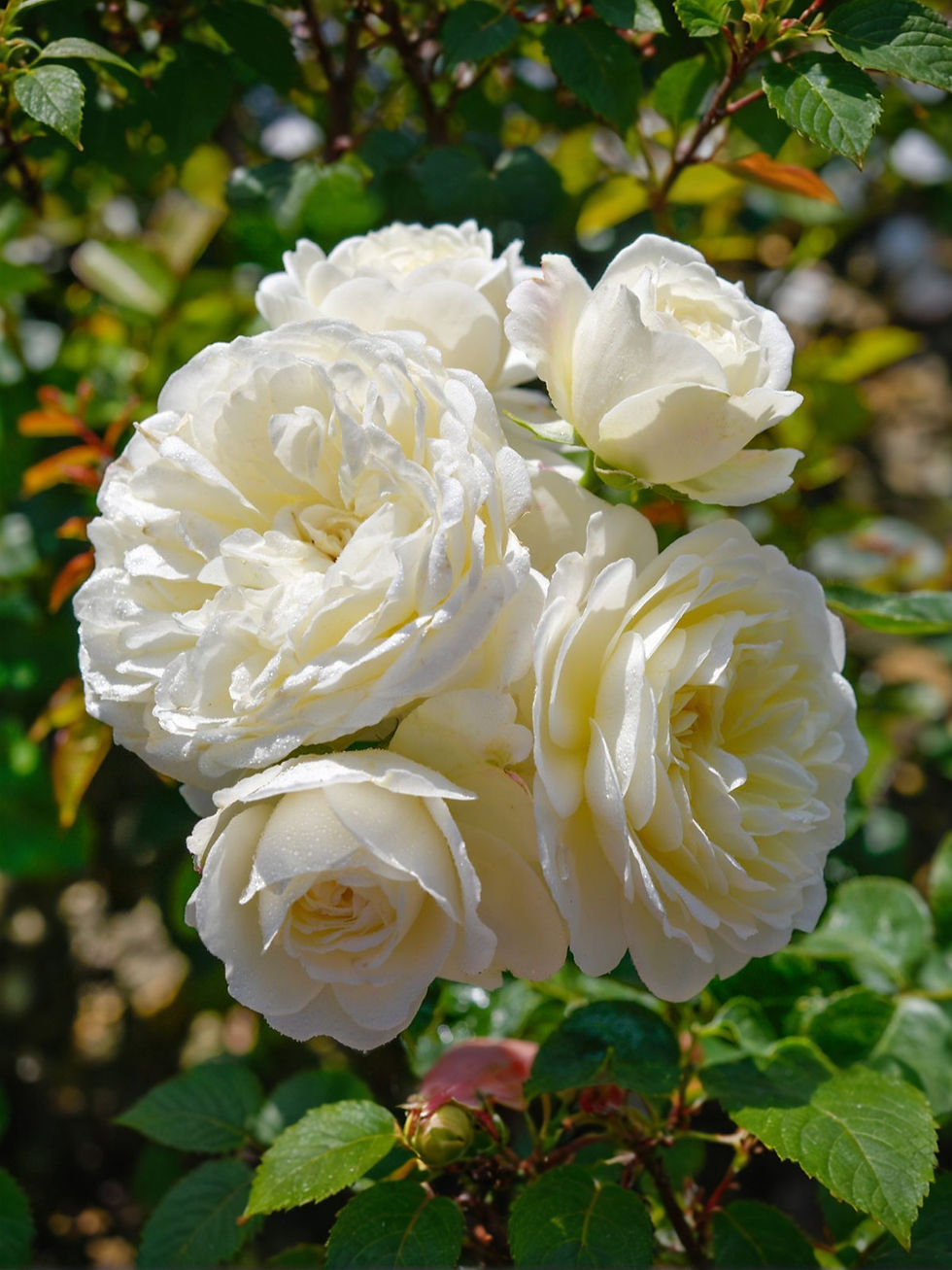 Роза Ванилла (Vanilla)