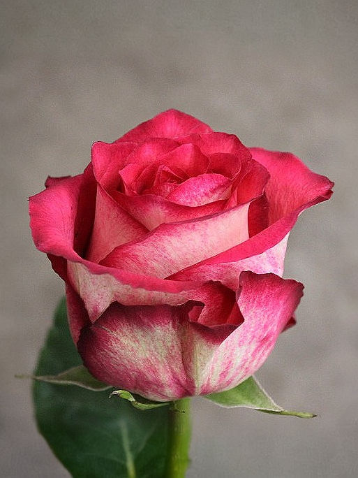 Роза Игуасу (Iguazu)