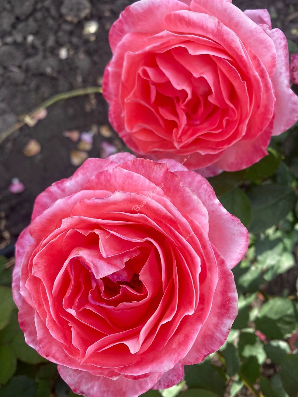 Роза Институт Люмьер (Institut Lumiere)