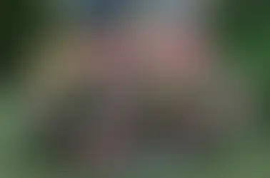 Уход за розами летом: советы для красивых и здоровых цветов