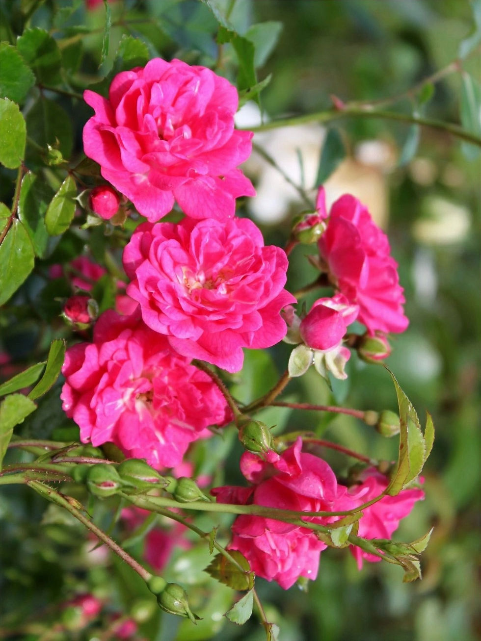 Миниатюра: Роза Лавли Фейри (Lovely Fairy)