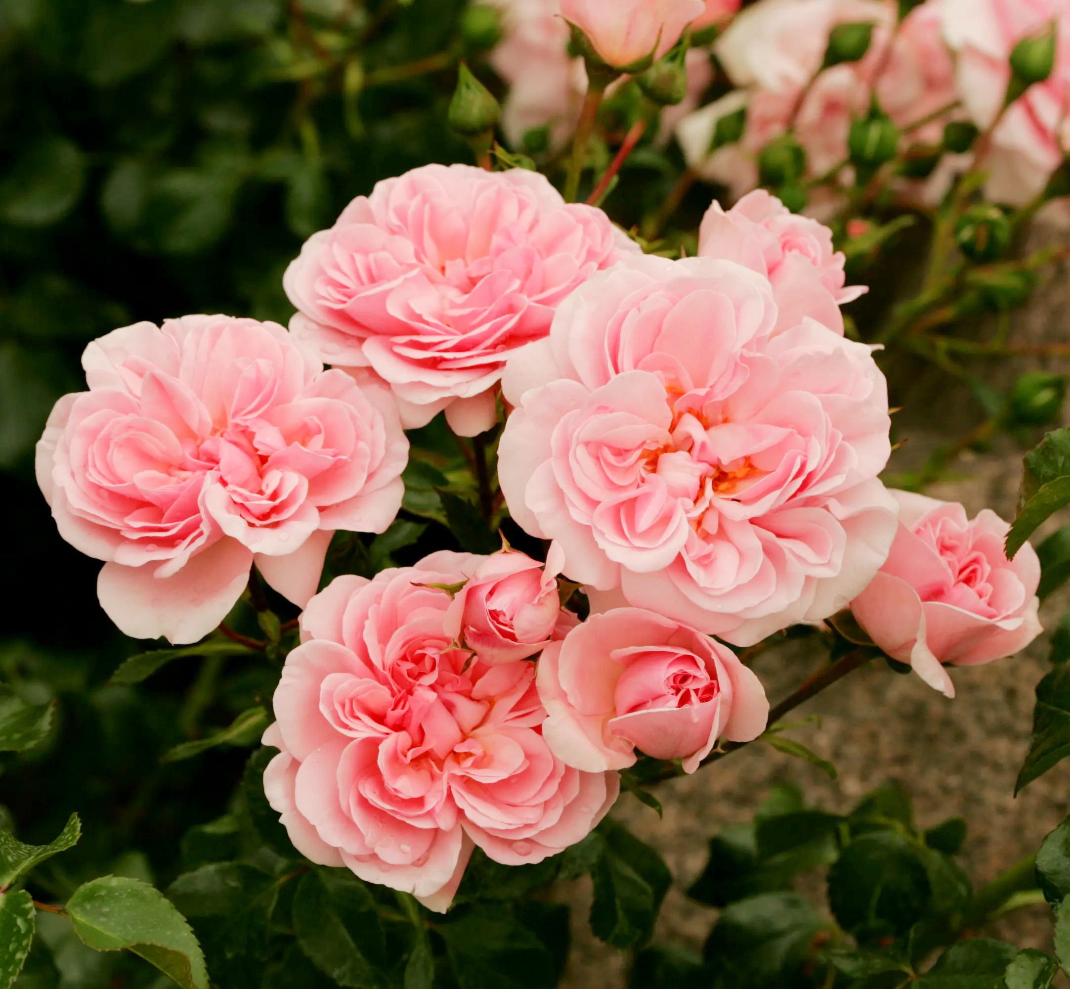 Роза Хоум энд Гарден (Home & Garden)