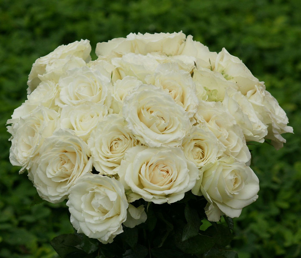 Роза Вайт Эшли (White Ashley)