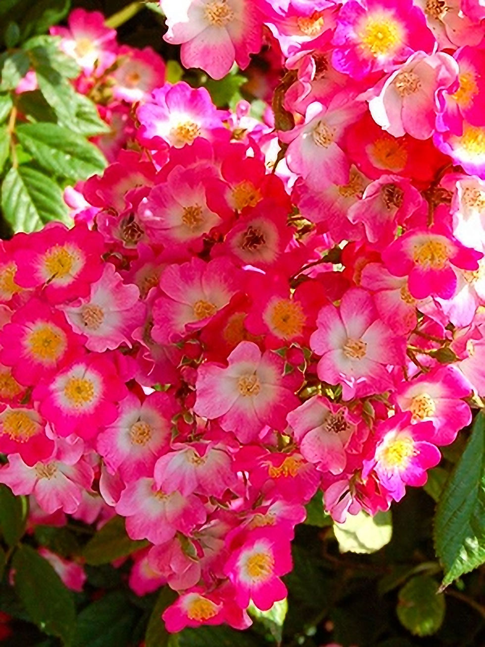 Роза Моцарт (Mozart)