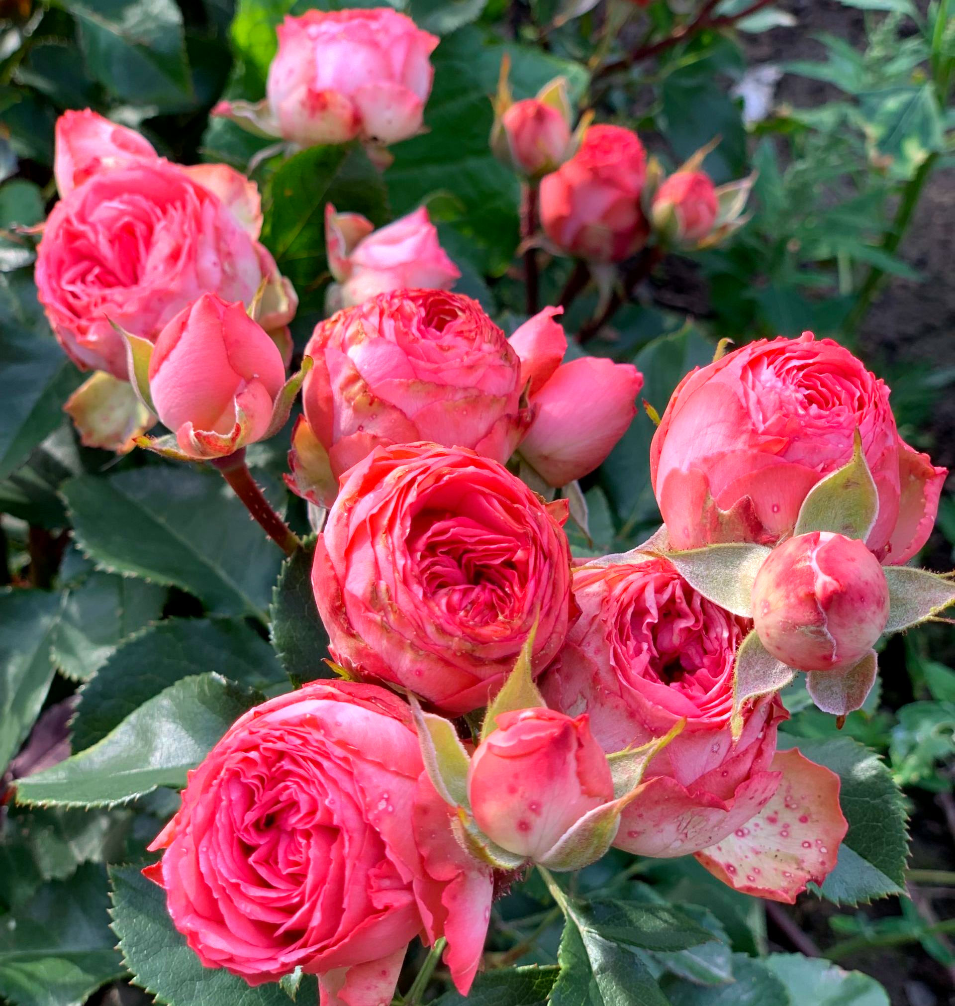 Роза Корал Джем (Koral Gem)