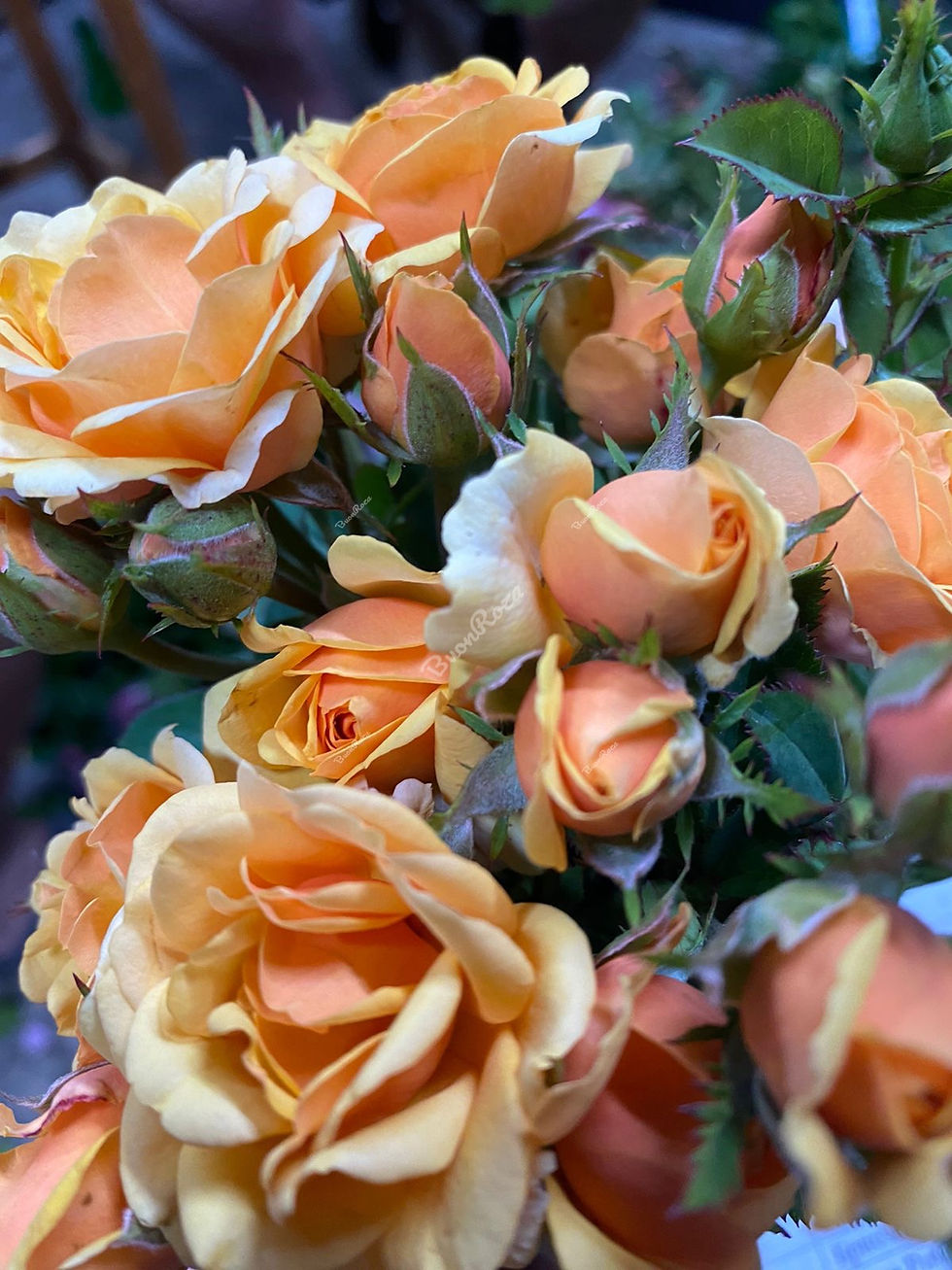 Роза Априкот Клементин (Apricot Clementine)