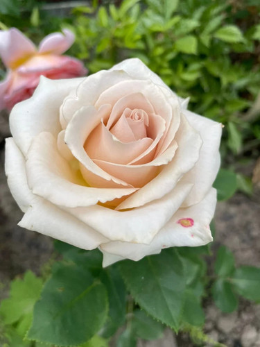 Роза Квиксенд (Quicksand) купить с доставкой по Беларуси 