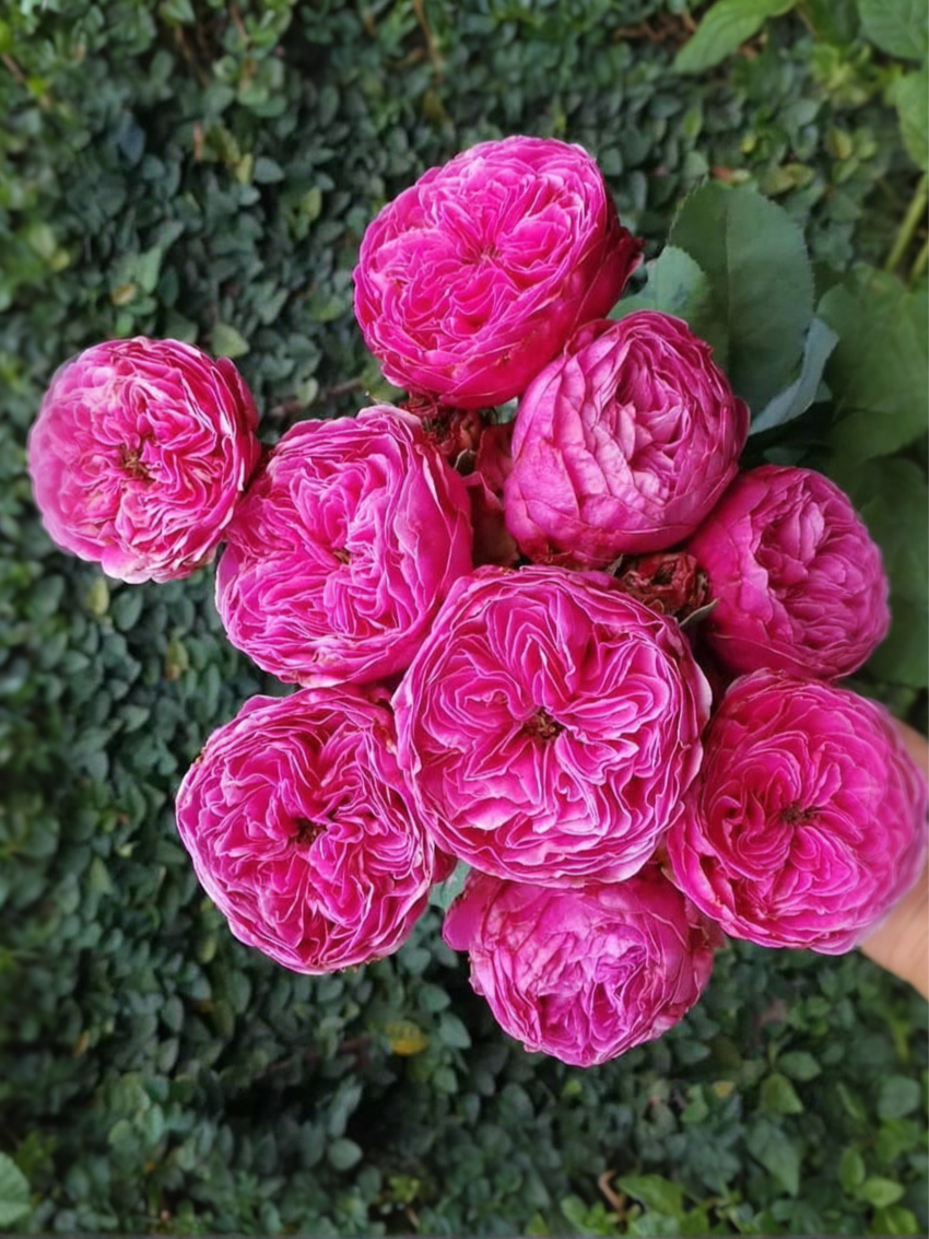 Роза Юзен (Yuzen)