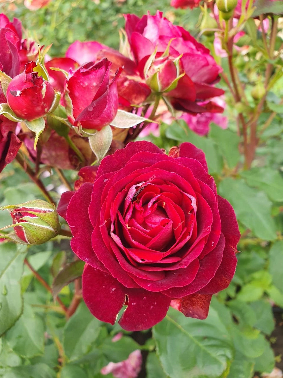 Роза Леа Меж (Lea Mege)