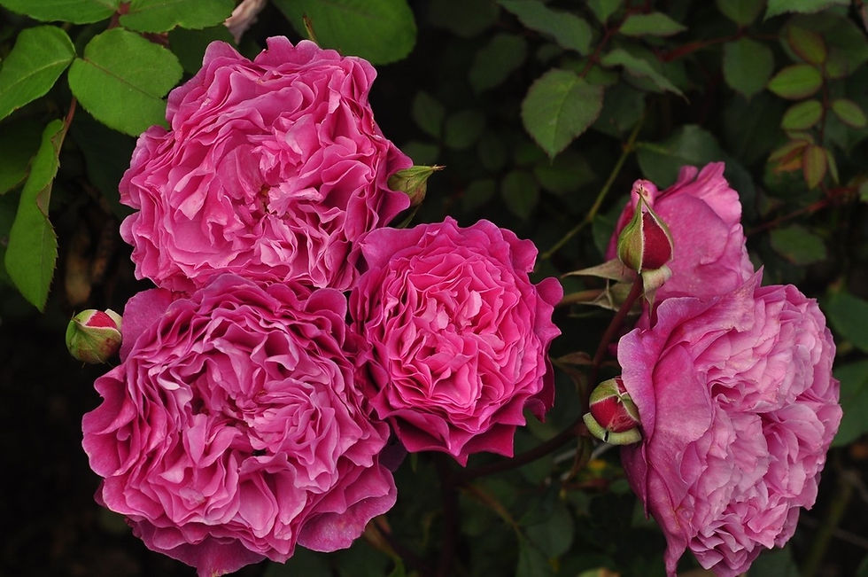 Роза Вентило (Ventilo)