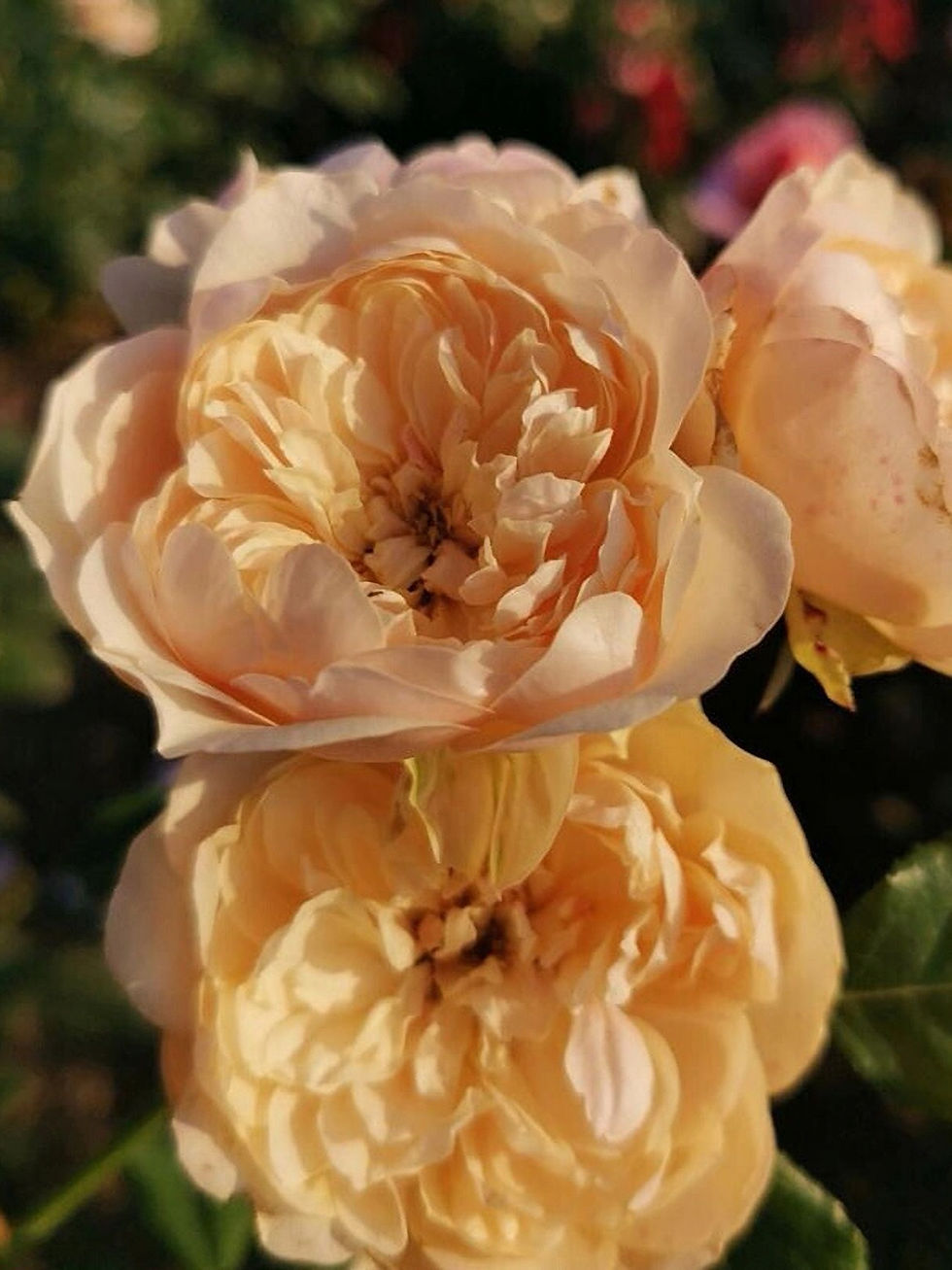 Роза Акари (Akari)