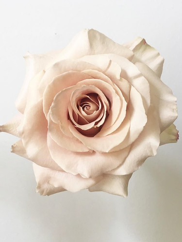 Роза Квиксенд (Quicksand) купить с доставкой по Беларуси 