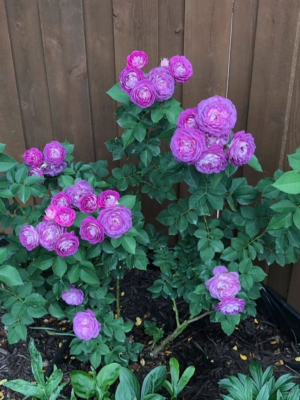 Роза Лавендер Краш (Lavender Crush)